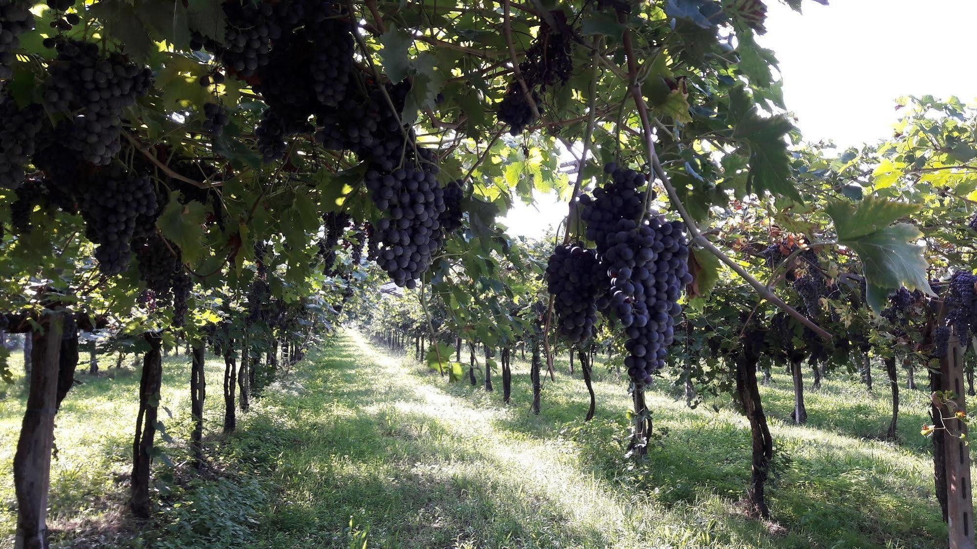 Agriturismo Camparella Pastrengo Luaran gambar